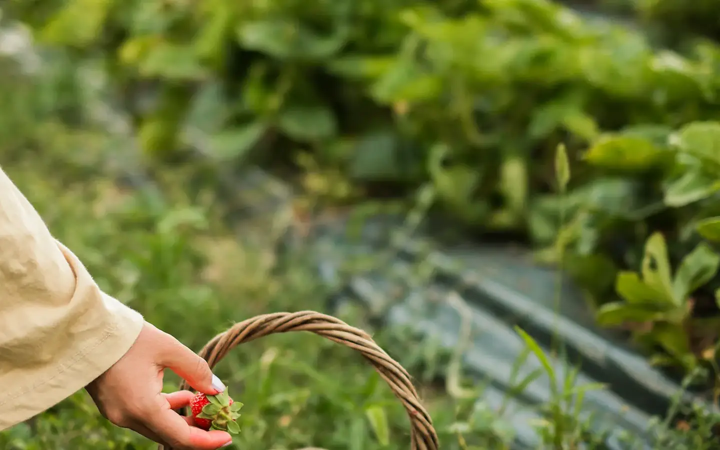 A person placing freshly picked strawberries into a woven basket